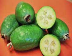 Feijoa-Opal-Star Feijoa-Opal-Star